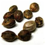 Семена марихуаны АК-47 (Seeds AK-47) в Дедовске Семена марихуаны АК-47 (Seeds AK-47) в Дедовске